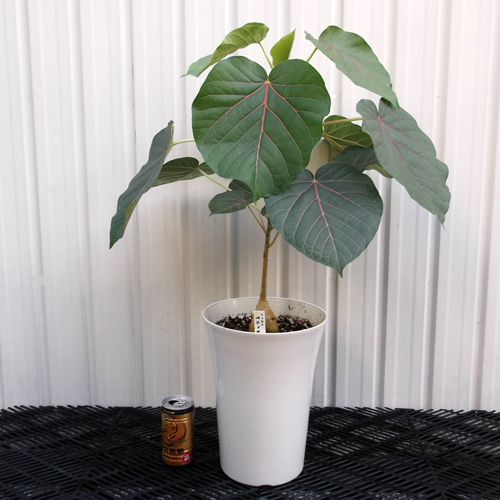 フィカス・ペティオラリス＊Ficus petiolaris】7号 写真の現物を
