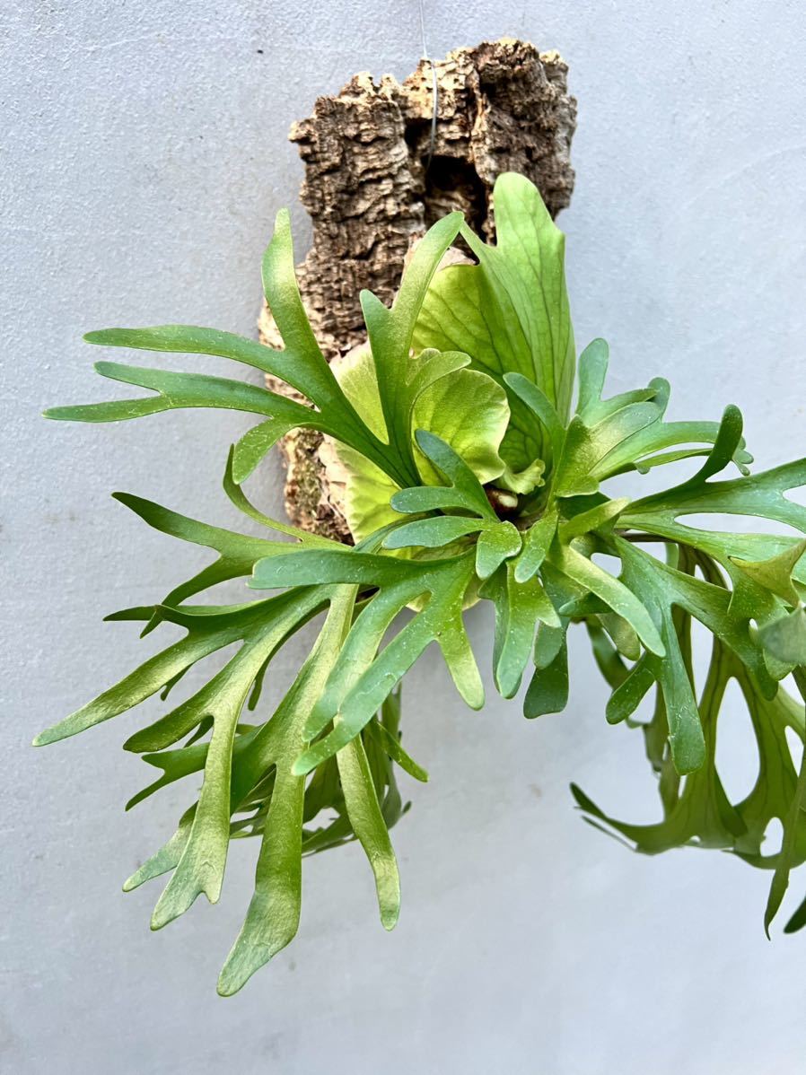 thin Thin Kitshakood ビカクシダ Platycerium @ & Co × frond