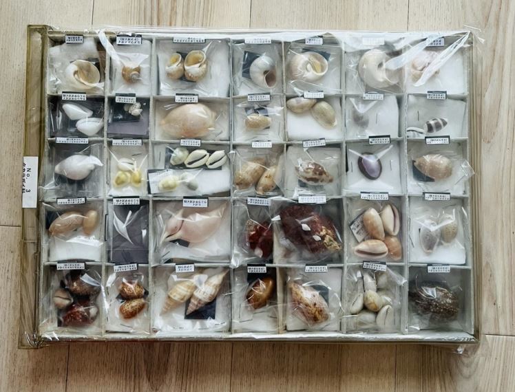 エビスガイ　貝殻　標本 貝 標本 タカラガイ科 35種