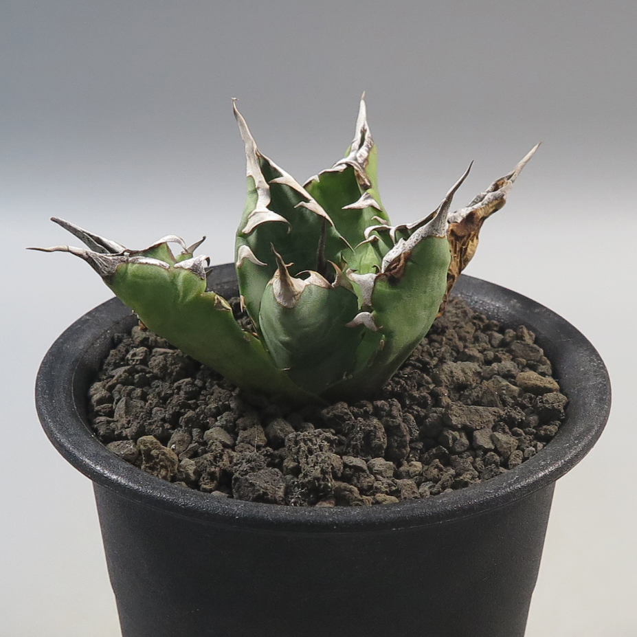 アガベ チタノタ【抜き苗発送】YA-67 Agave Titanota 検索用)丸葉厚