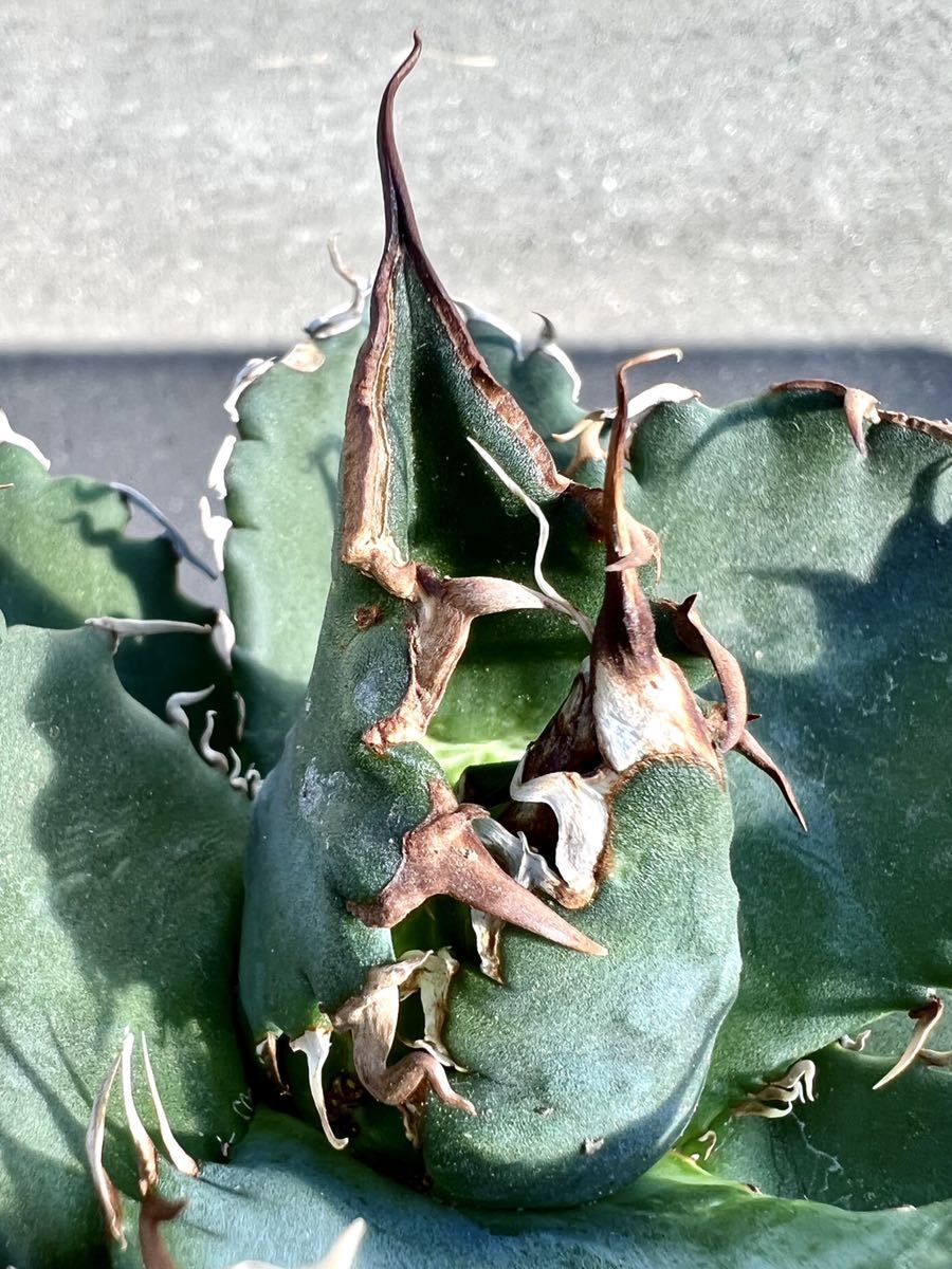 アガベ 多肉植物 チタノタ 狂刺夕映 極上棘狂刺美株 傷あり 芽