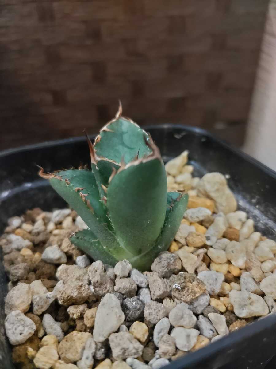 Z3 Agave アガベ ユタエンシスエボリスピナ コンパクタ アガベ ユタ