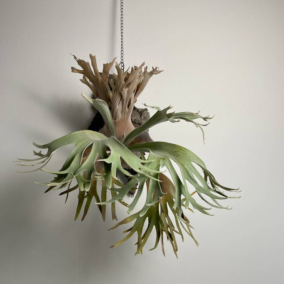 ビカクシダ P.willinckii celso tatsuta ビカクシダ willinckii