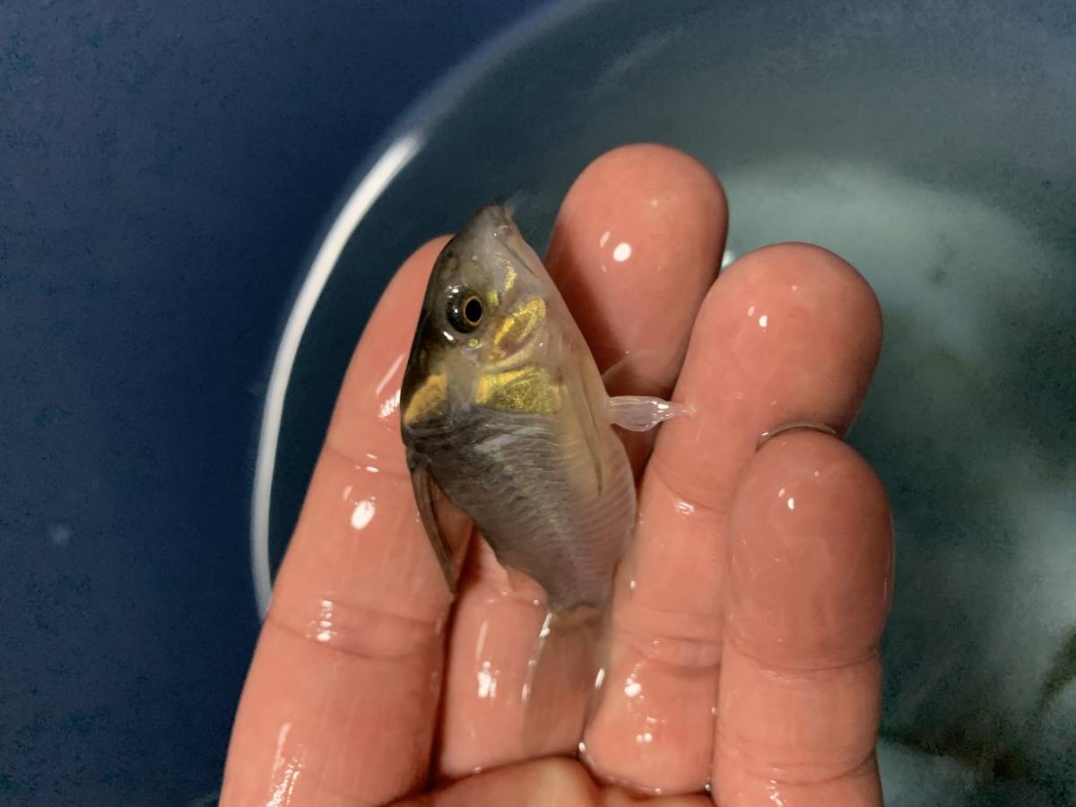 新作入荷 熱帯魚 ブリード コリドラス 北海道航空便要保温3 180円 ５匹 トリ