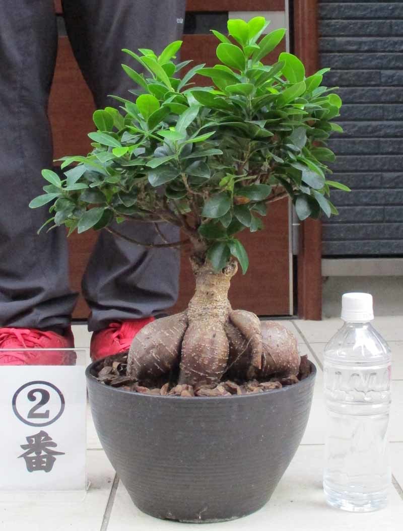 【現品】多幸の木　ガジュマル　ガジュマルの木　観葉植物　8号鉢　Ⅱ