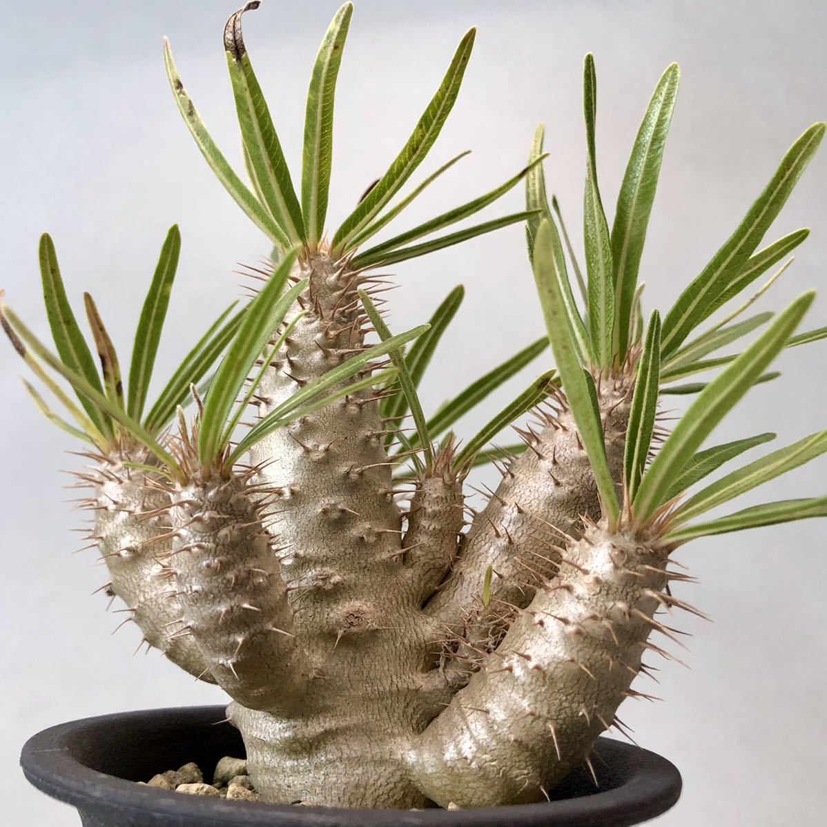 パキポディウム グラキリス Pachypodium rosulatum var. gracilius