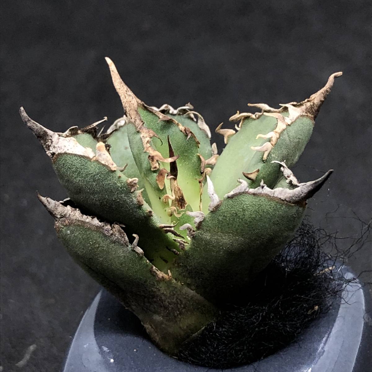 35-3 優秀DNA 逆刺 假蟹 アガベ チタノタ Agave Titanota 厳龍