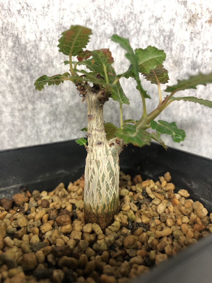 Boswellia nana ボスウェリア ナナ 【公式通販】