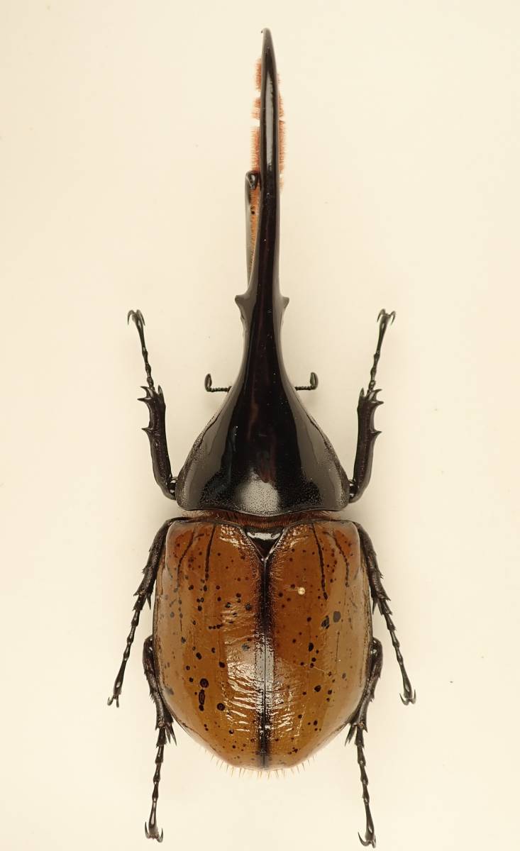 野外品特大ヘラクレス・リッキー 155㎜ エクアドル産 標本