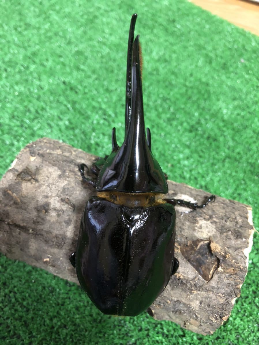ヘラクレスオオカブト! co様ヘラクレスオオカブトオス147