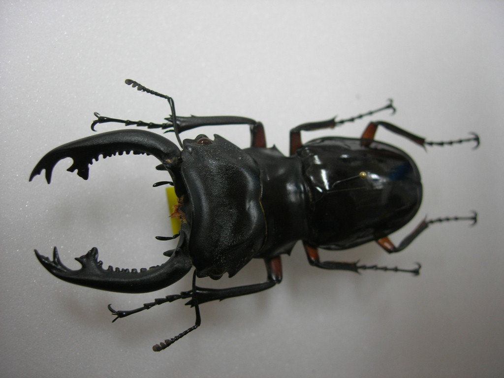 特大インペリアリスツヤクワガタ標本