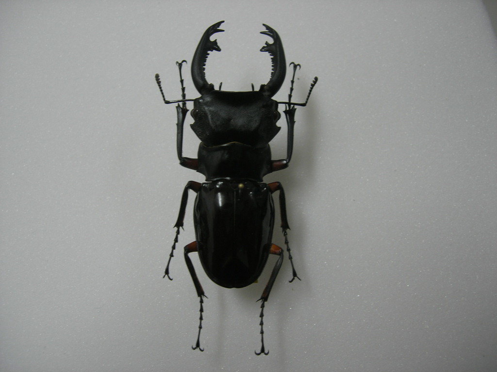 特大インペリアリスツヤクワガタ標本