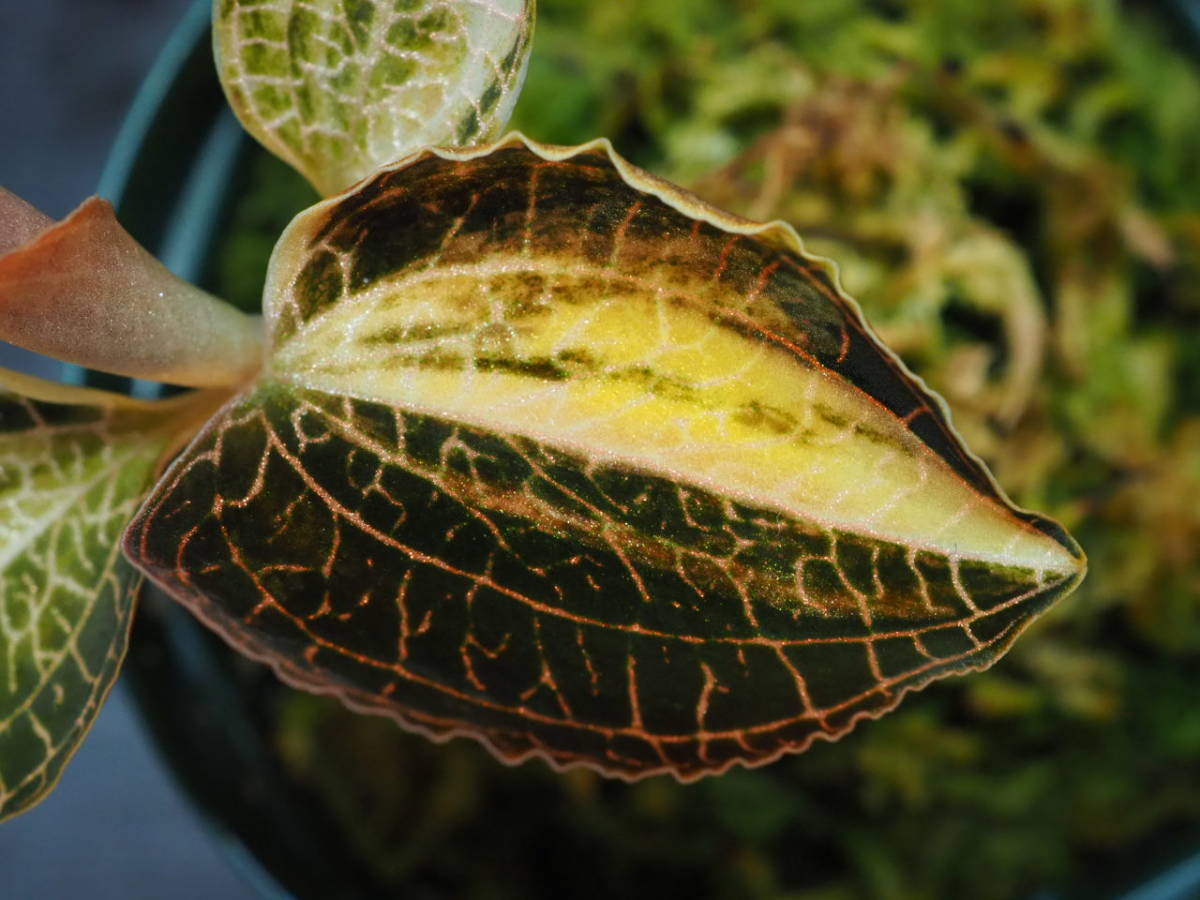 アネクトキルス 斑入 (Anoectochilus sp. variegated) ジュエル アネクトキルス 斑入 (Anoectochilus sp. variegated) ジュエル