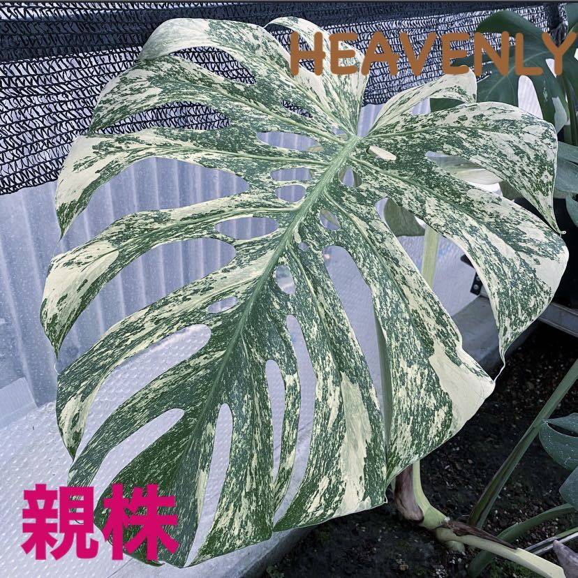 モンステラ デリシオサ白斑 モンステラ デリシオサ 白斑 Monstera