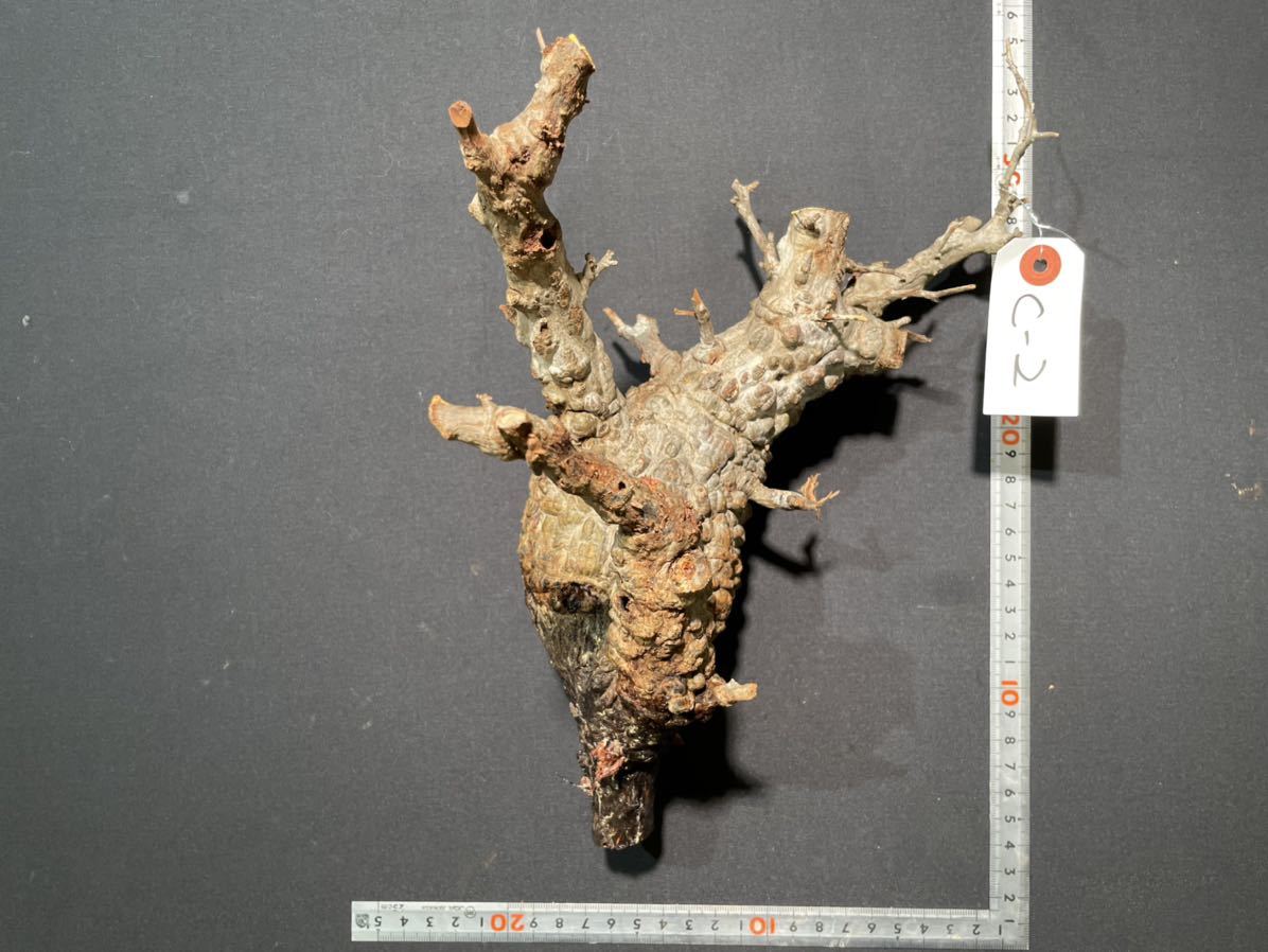 パキプス オペルクリカリア ベアルート株 「パキプス HakoNeko_Plants