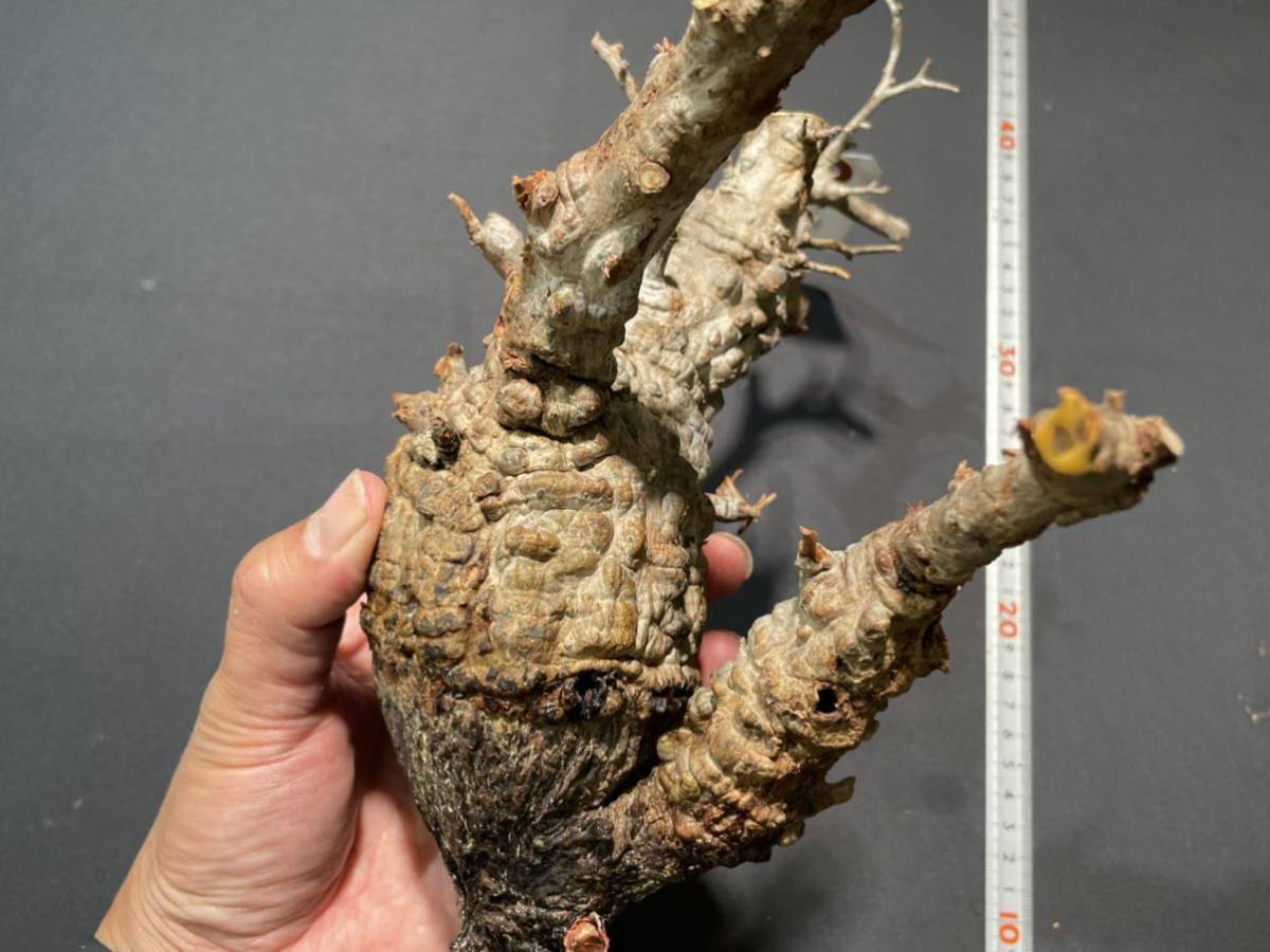 パキプス オペルクリカリア ベアルート株 「パキプス HakoNeko_Plants
