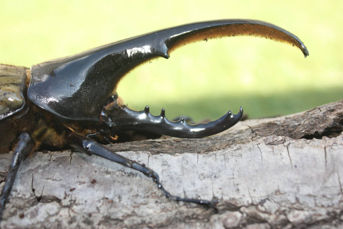 ヘラクレスオオカブトムシ 成虫オス単品 137mm~ 後食済 バクバク食べて 