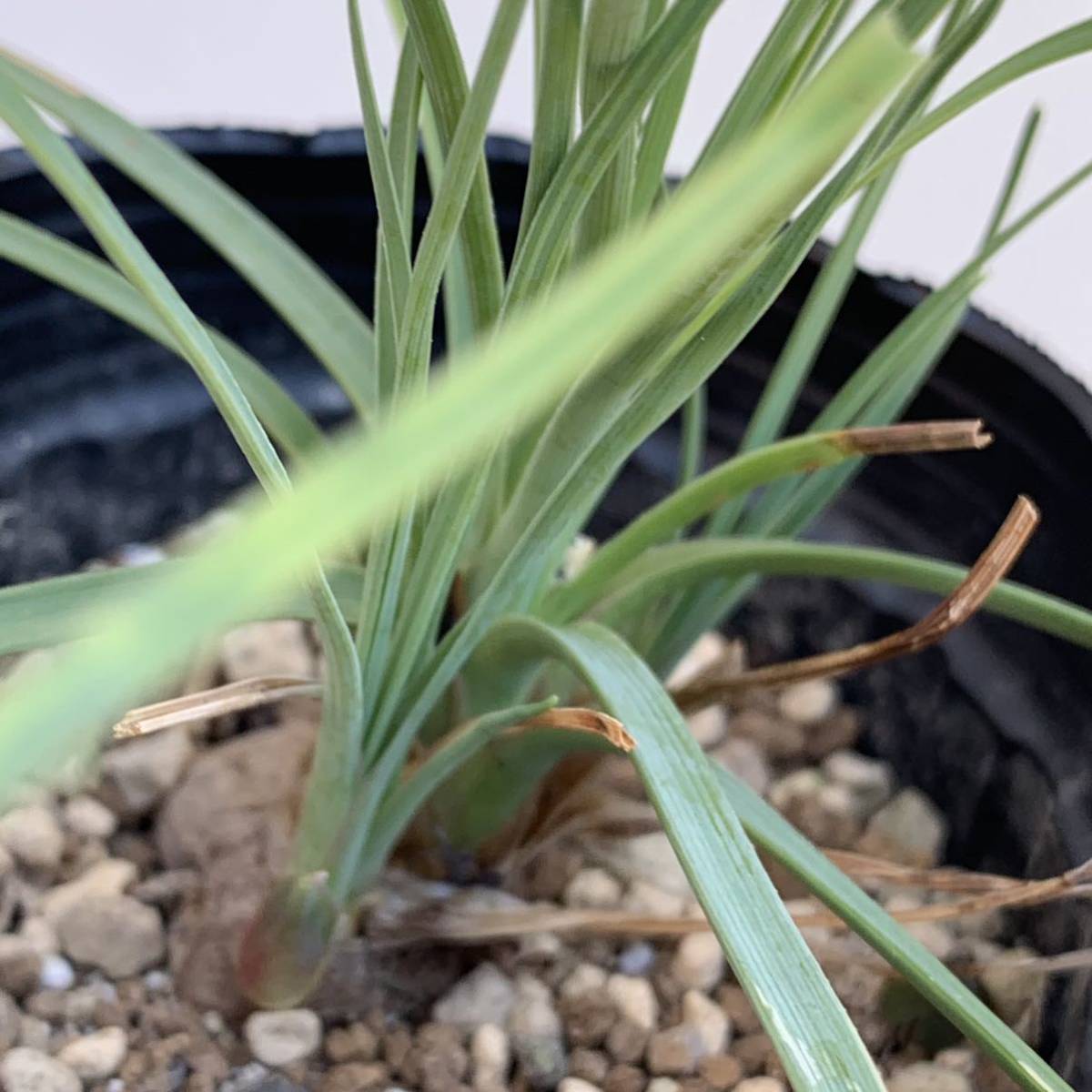 カリバナス フーケリー calibanus hookeri 国内実生（多肉植物 観葉