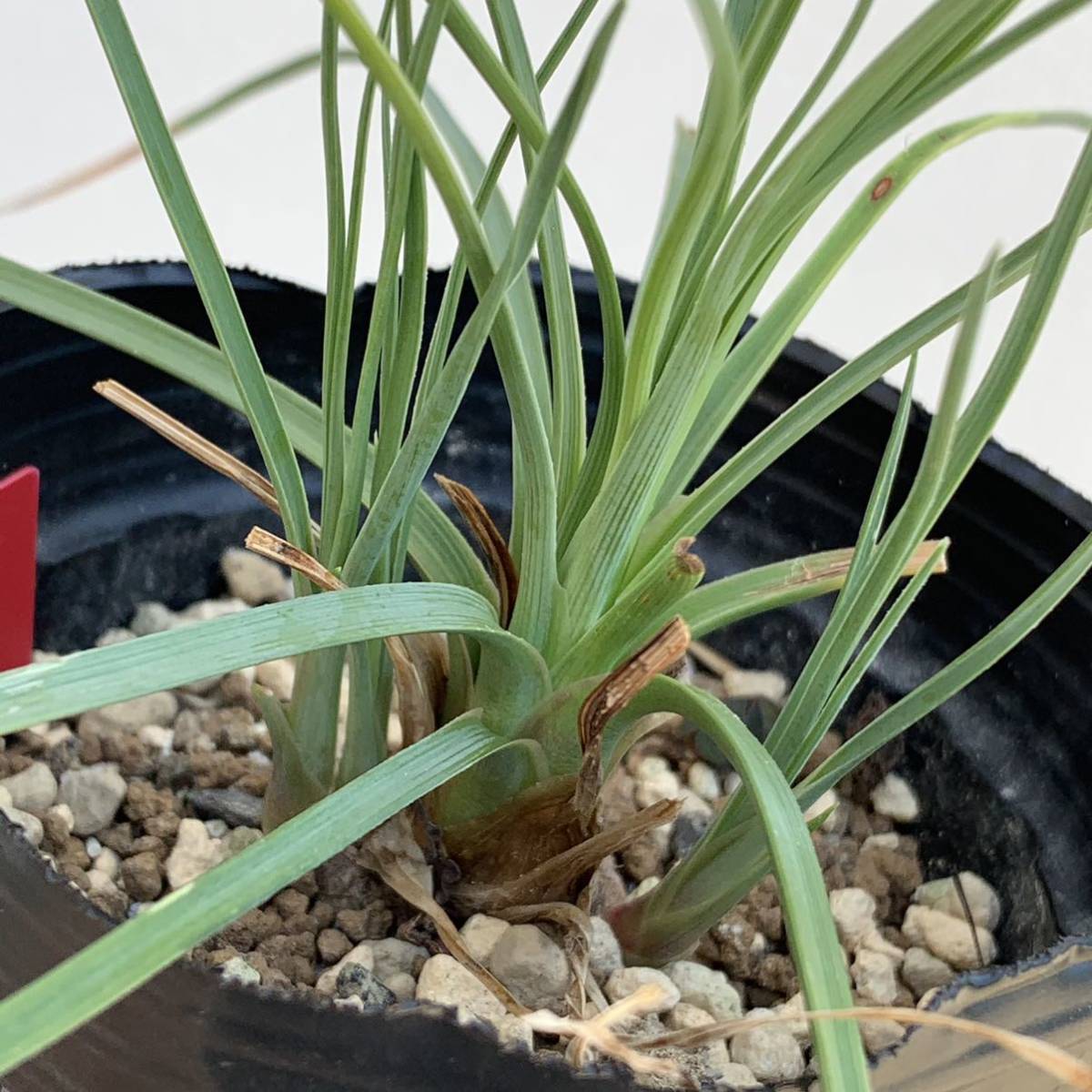 カリバナス フーケリー calibanus hookeri 国内実生（多肉植物 観葉