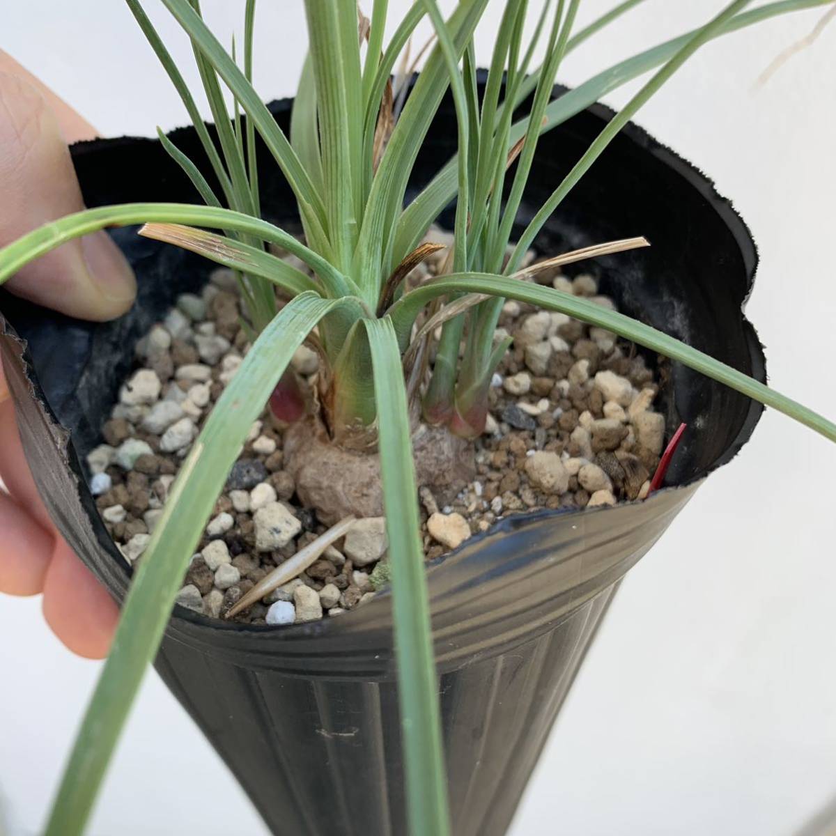 カリバナス フーケリー calibanus hookeri 国内実生（多肉植物 観葉