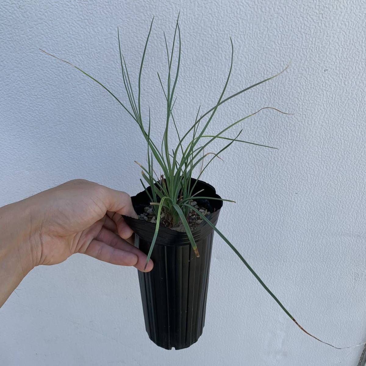 カリバナス フーケリー calibanus hookeri 国内実生（多肉植物 観葉