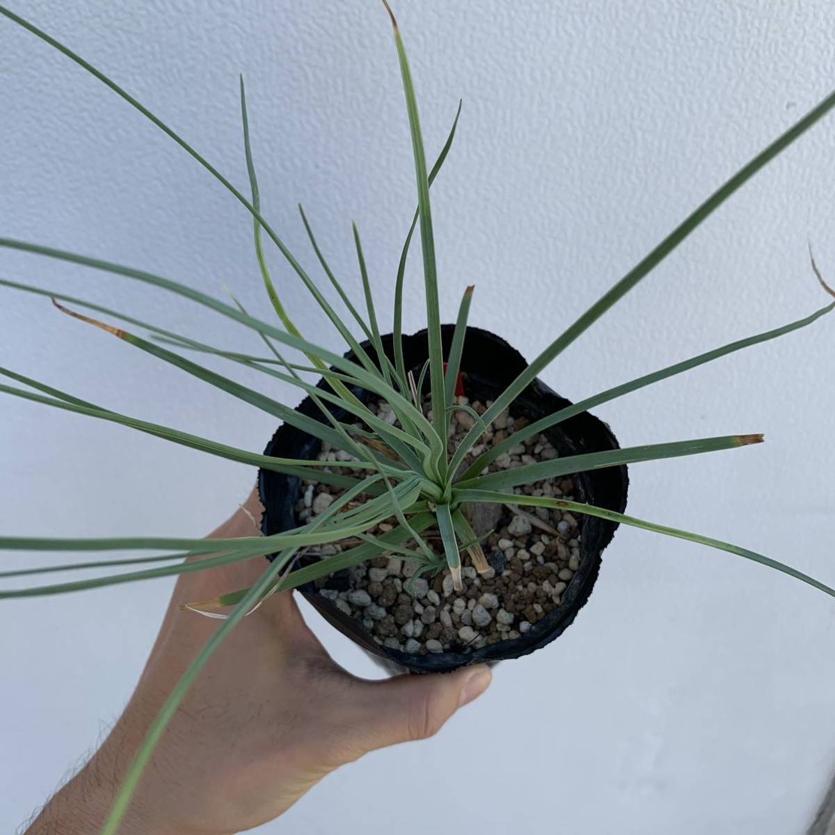 カリバナス フーケリー calibanus hookeri 国内実生（多肉植物 観葉