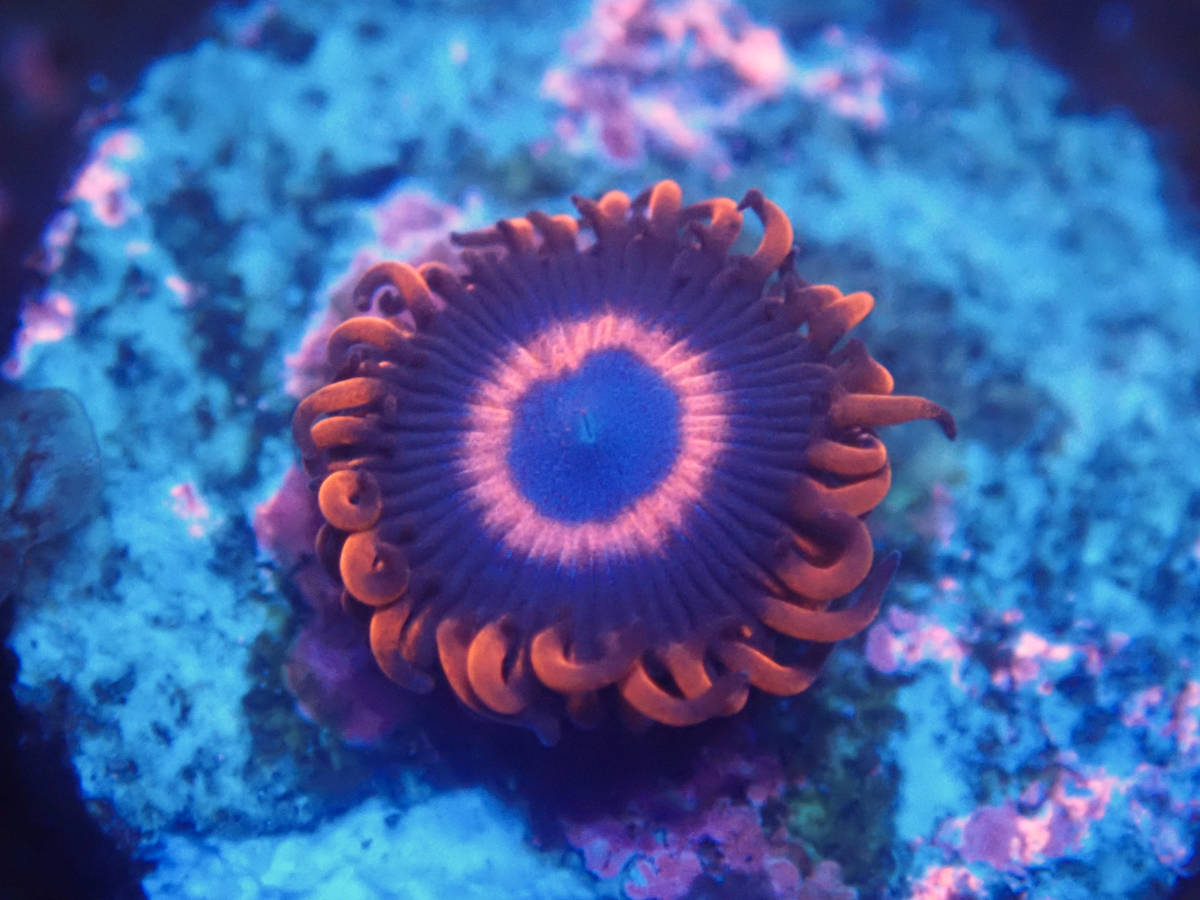 ★☆USA☆★ CC Pink Hornet 1Polyp サンゴ マメスナ 