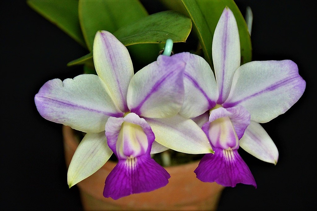 洋蘭原種 C walkeriana aquinii 'Gifu' (MC) 洋蘭原種 カトレア