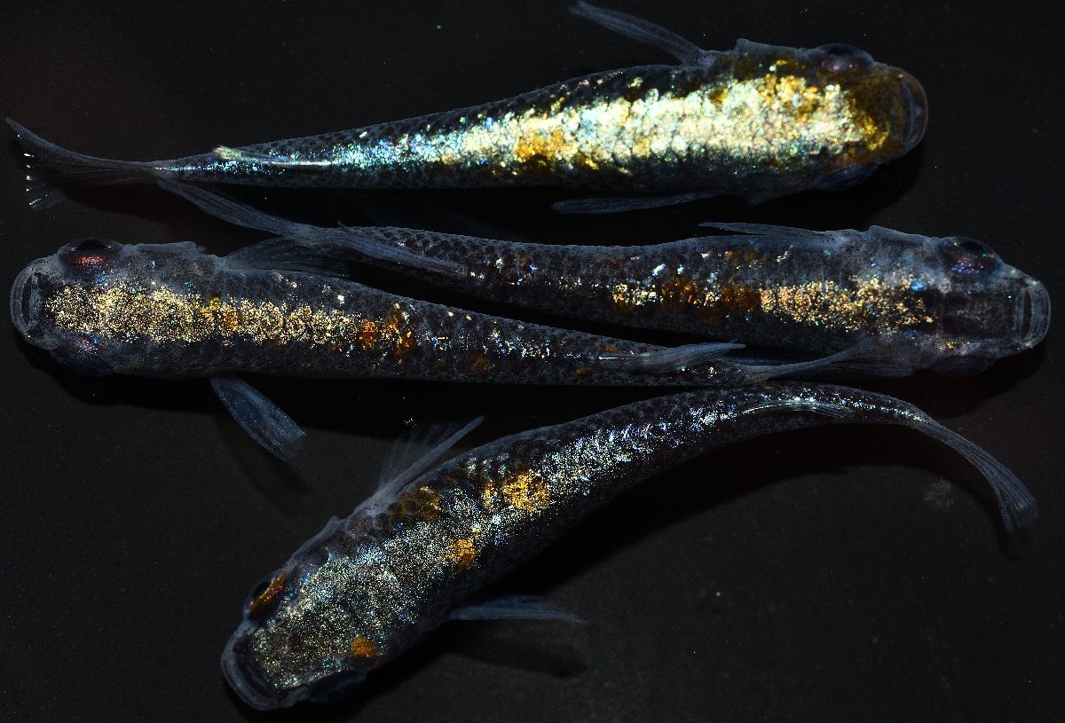 メダカファーム泉駿河三色ラメ体外光 2ペア ウ-6 上物 FUJIYAMAめだか