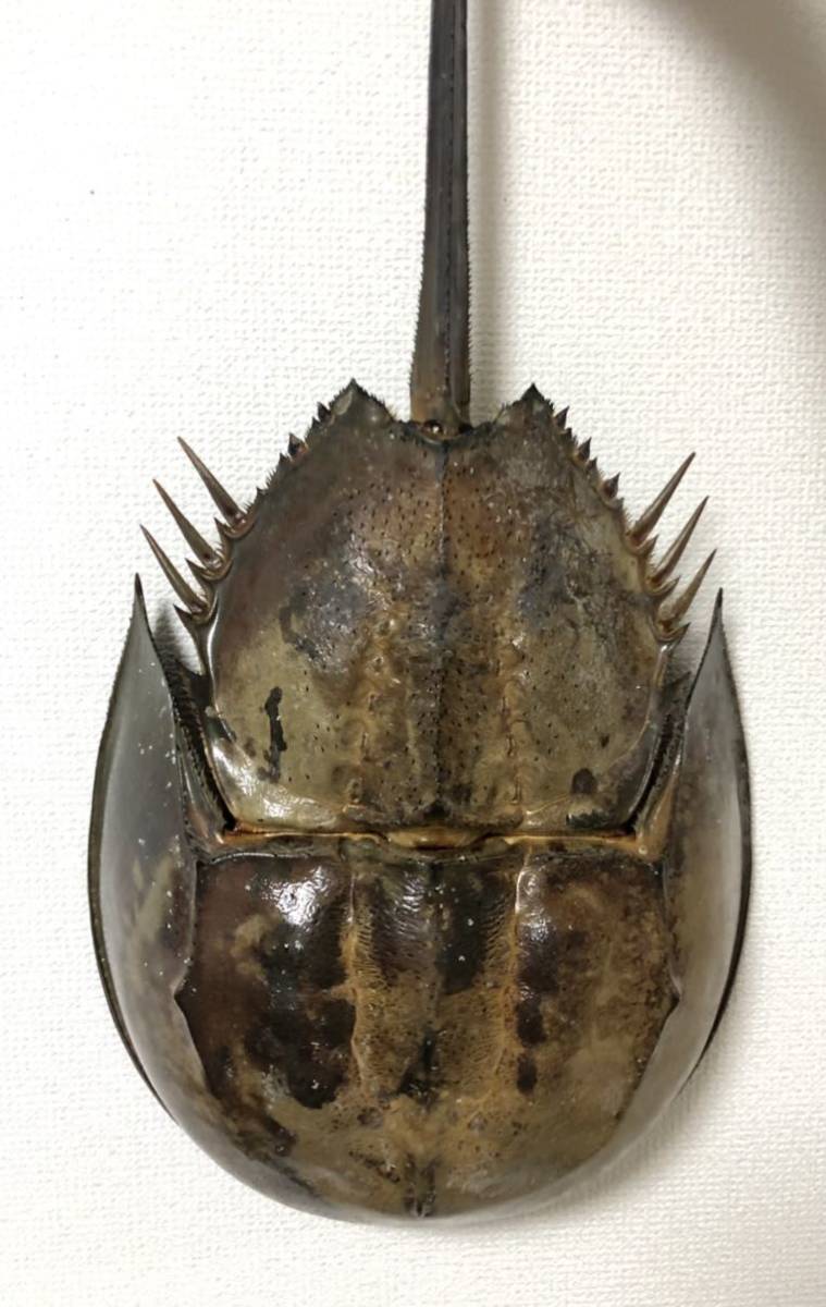 甲殻類 カブトガニ 非常に大きな雌 剥製 標本 カニ 蟹 エビ 海老(科学