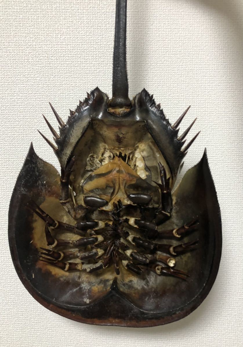 甲殻類 カブトガニ 非常に大きな雌 剥製 標本 カニ 蟹 エビ 海老(科学