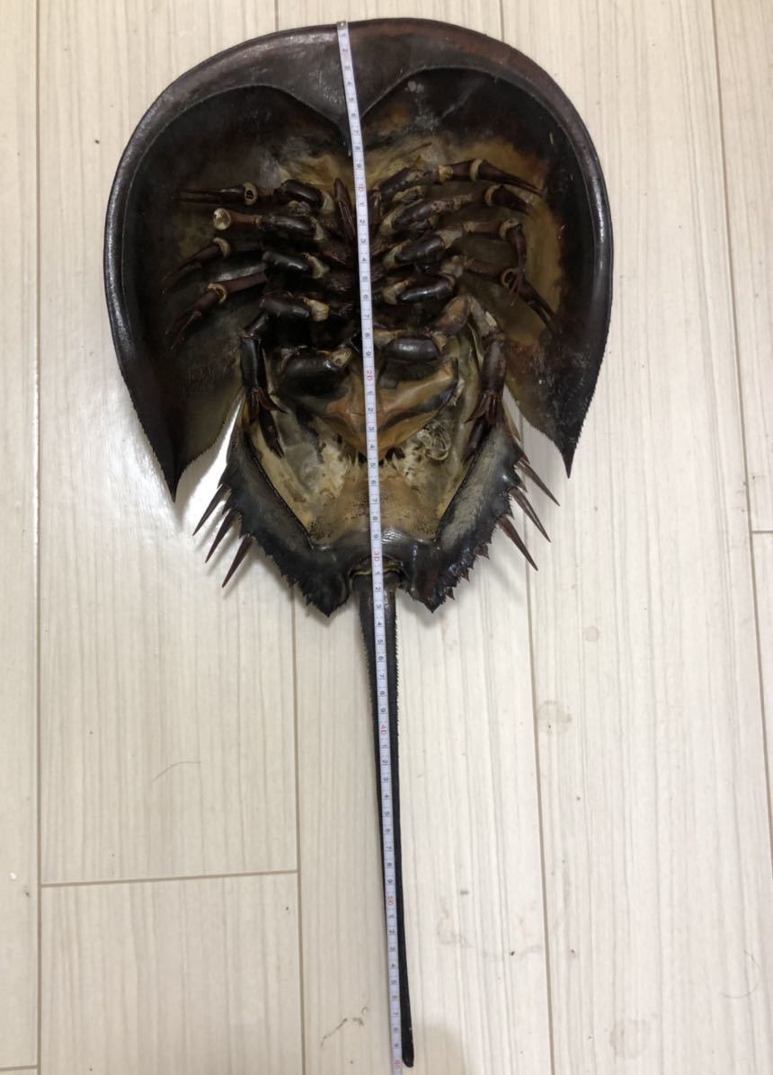 大きなカブトカニの甲殻類の標本 甲殻類 カブトガニ 非常に大きな雌 剥製 標本 カニ 蟹 エビ 海老(科学