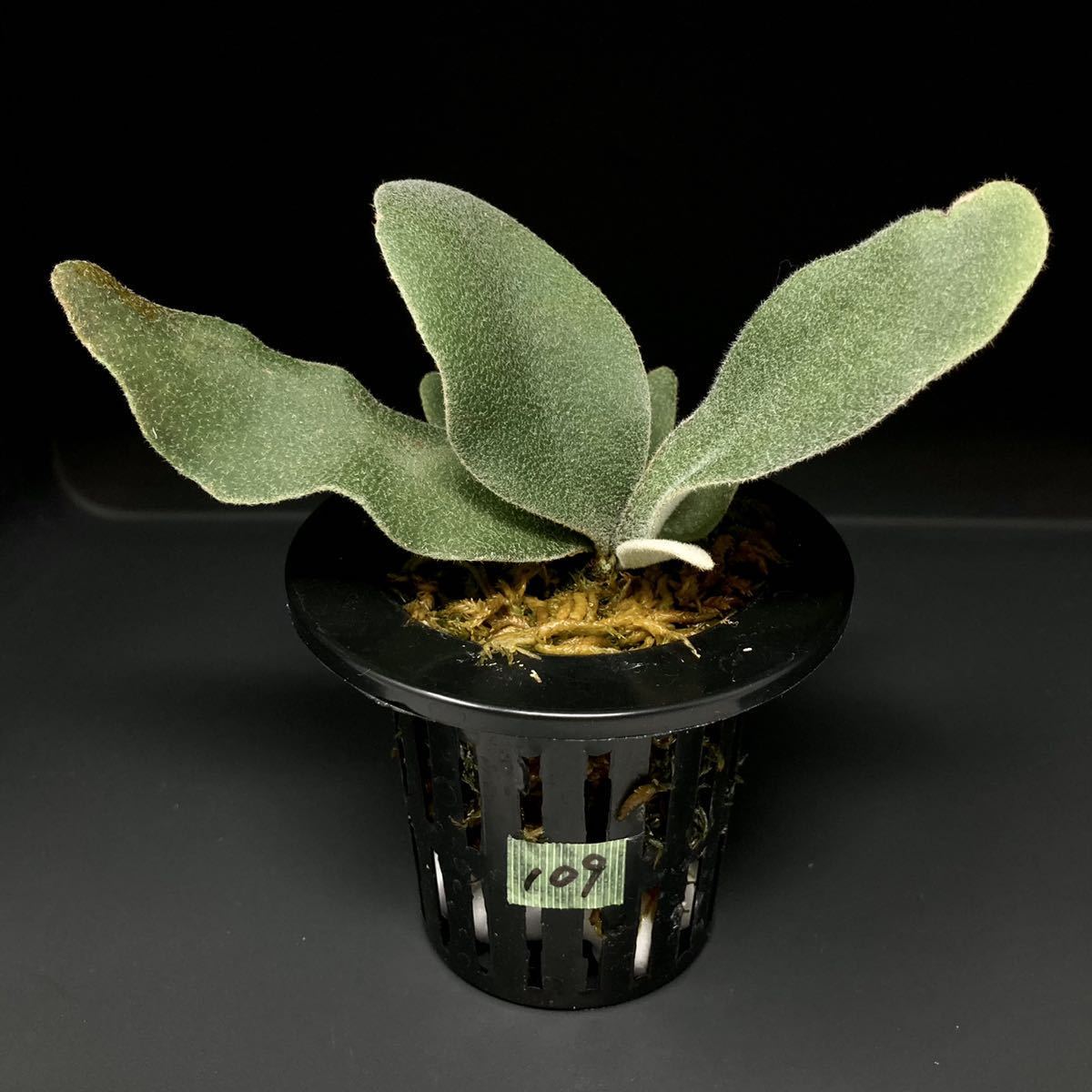  P. Willinckii Celso Tatsuta 109 ウィリンキー セルソ タツタ ビカクシダ コウモリラン 観葉植物(ビカクシダ、コウモリラン)｜売買されたオークション情報、yahooの商品情報をアーカイブ公開 - オー ビカクシダ、コウモリラン