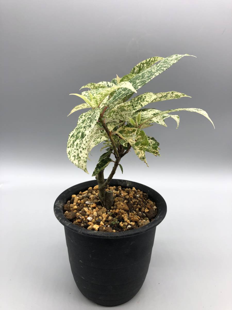 ワシントンヤシ苗木 斑入り [突然変異] イヌビワ三光中斑 レアプランツ⁄珍しい植物⁄斑入り斑入り⁄山 マルミ