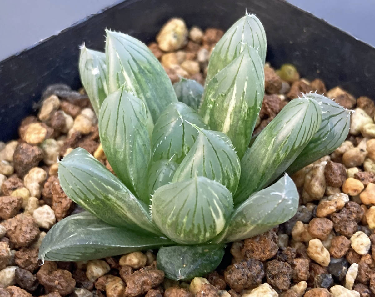 ◇多肉植物◇ハオルチア◇オブツーサ◇桜錦