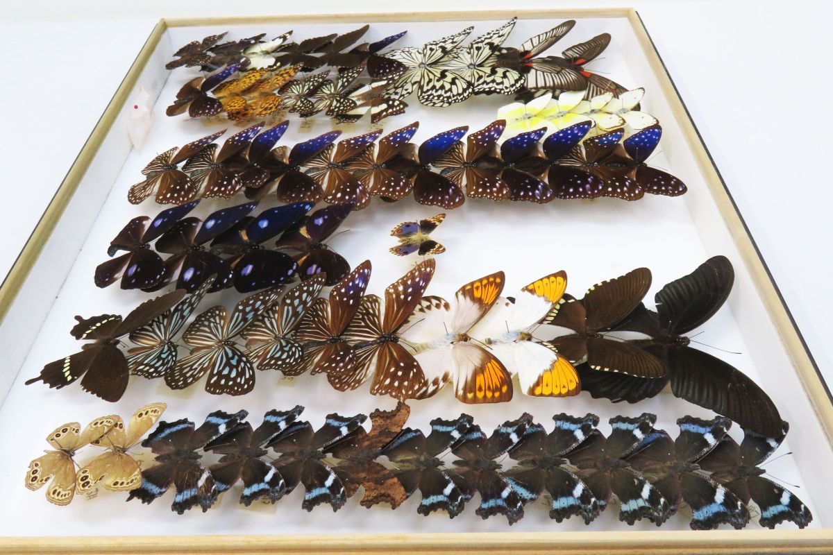 蝶の標本 , オオゴマダラ 販売・通販のNatureShop|モルフォやキプリス