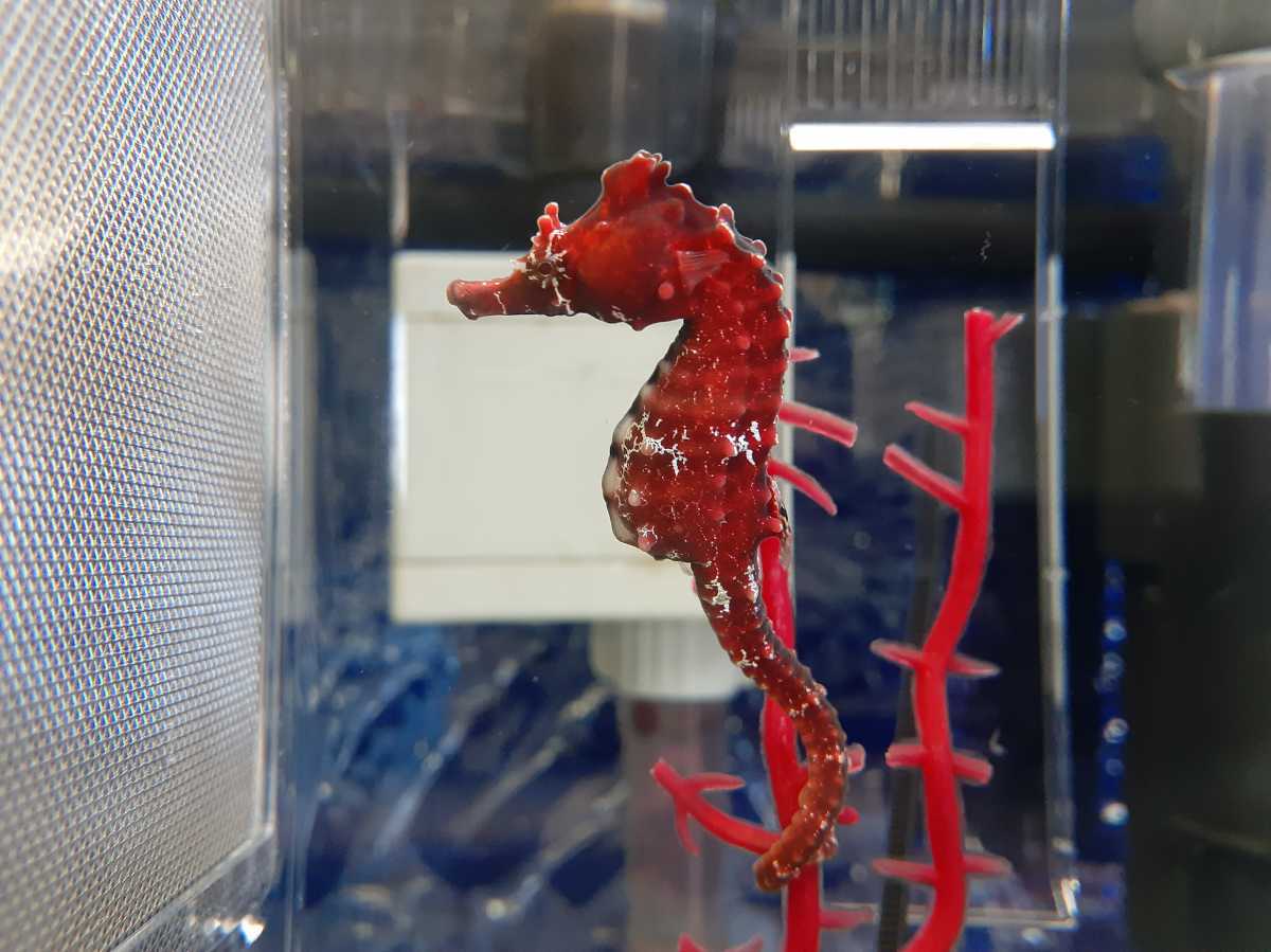  発送地域限定 赤系 ハナタツ タツノオトシゴ ブリード個体 その2(魚類、水生生物)｜売買されたオークション情報、yahooの商品情報をアーカイブ公開 - オークファン その他