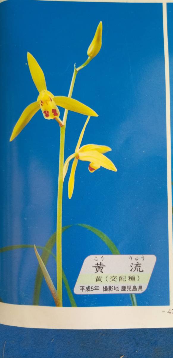 寒蘭 登録銘品・黄流成木w芽 交配種 黄 7