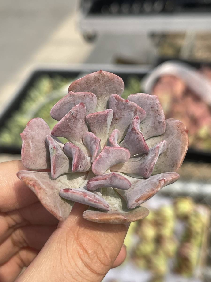  多肉植物 エケベリア トップシータービーｘグラプトベリア デビー 25株 超美苗 サボテン 観葉植物 花 園芸 bkf18(サボテン)｜売買されたオークション情報、yahooの商品情報をアーカイブ公開 - サボテン