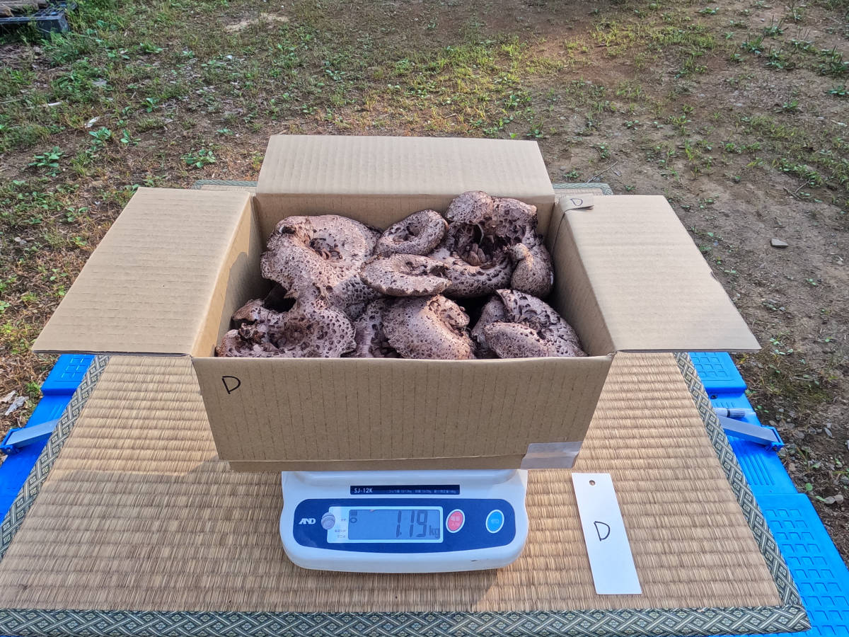 香茸 天然 （ ） 販売 天然きのこ山菜.com | コウタケ ※冷蔵 コウタケ