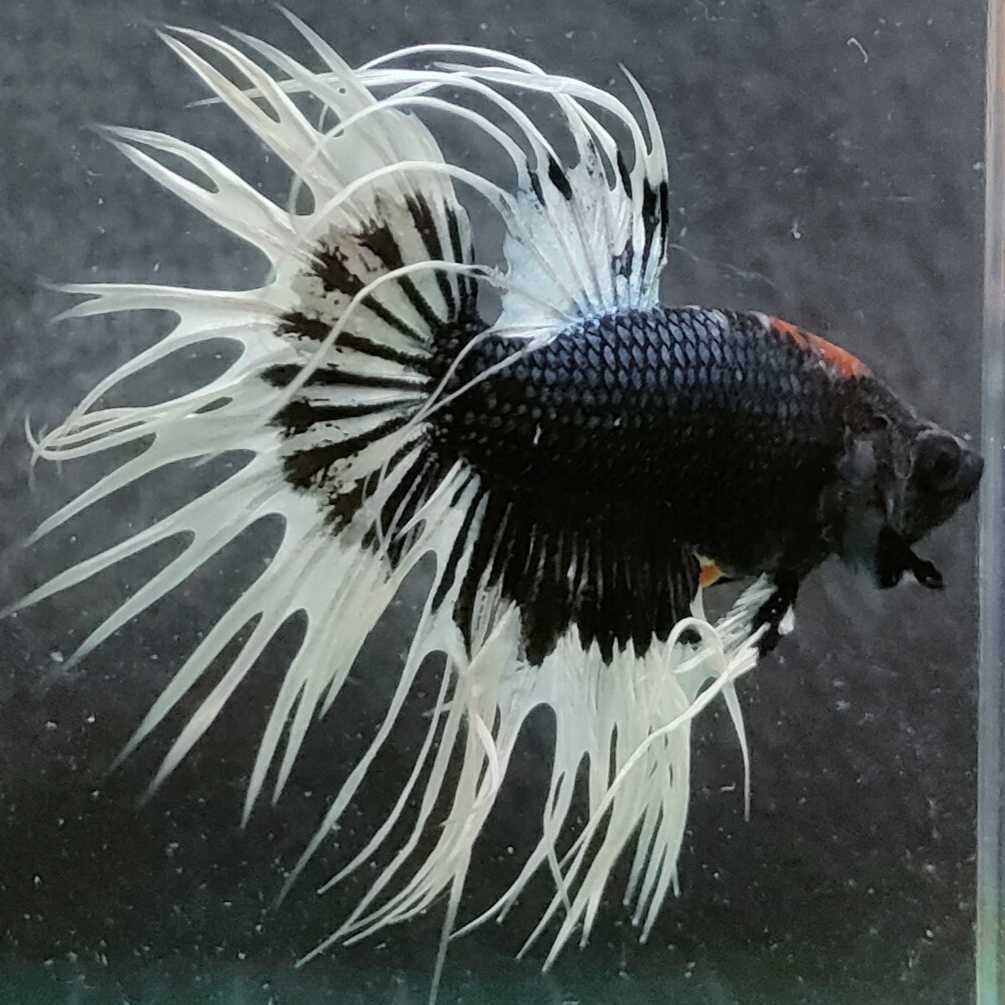 クラウンテールベタの値段と価格推移は 74件の売買情報を集計したクラウンテールベタの価格や価値の推移データを公開