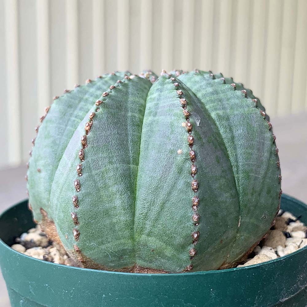 ユーフォルビア オベサブロー多肉植物 オベサ *0943実生5株セット 2.5