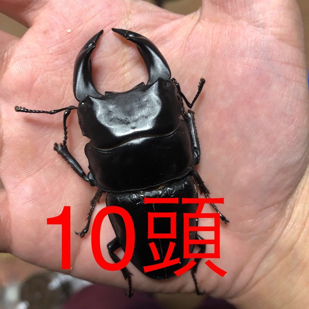 10頭！極太オオクワガタ 2令幼虫 阿古谷産 国産 10頭＋保証2頭 横綱血統 Ｎｏ．12