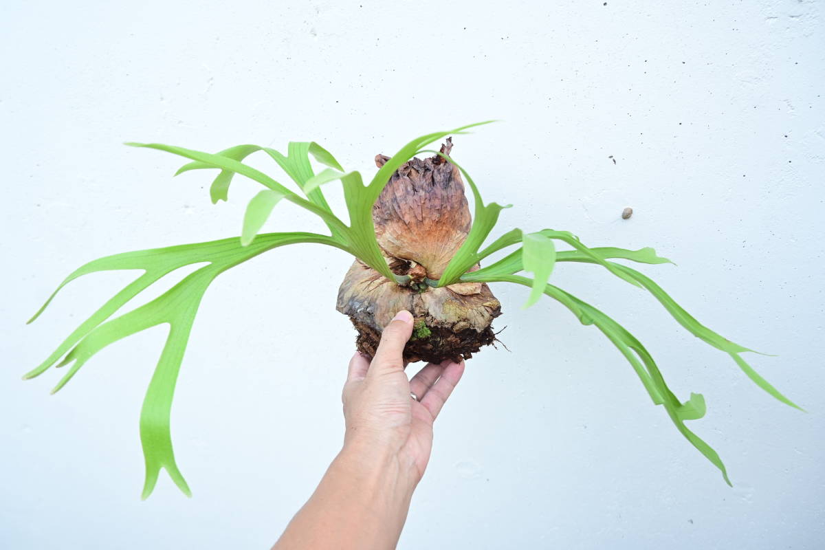 P.coronarium thin frond③　 @bikamori.com コロナリウム ビカクシダ