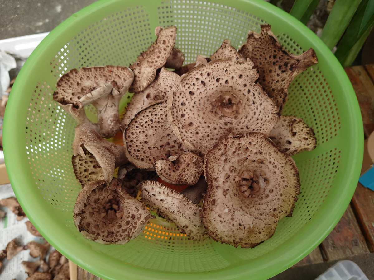 幻のキノコ「香茸（コウタケ）」通販サイトはこちらから！ 岩手県