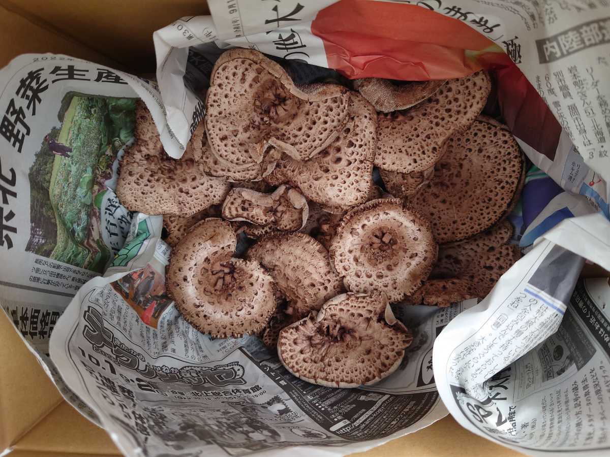 幻のキノコ「香茸（コウタケ）」通販サイトはこちらから！ 岩手県