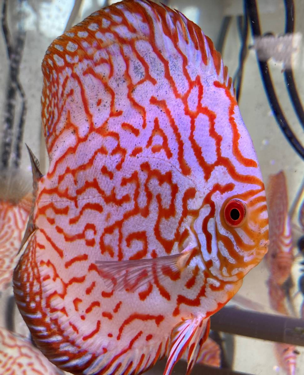 自家産ディスカス パールラフレシア 3匹