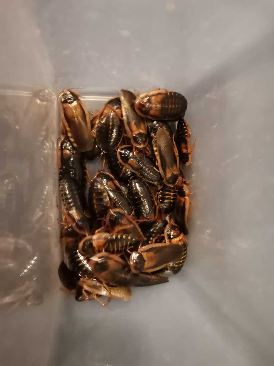 デュビア Mサイズ~成虫　50匹_1