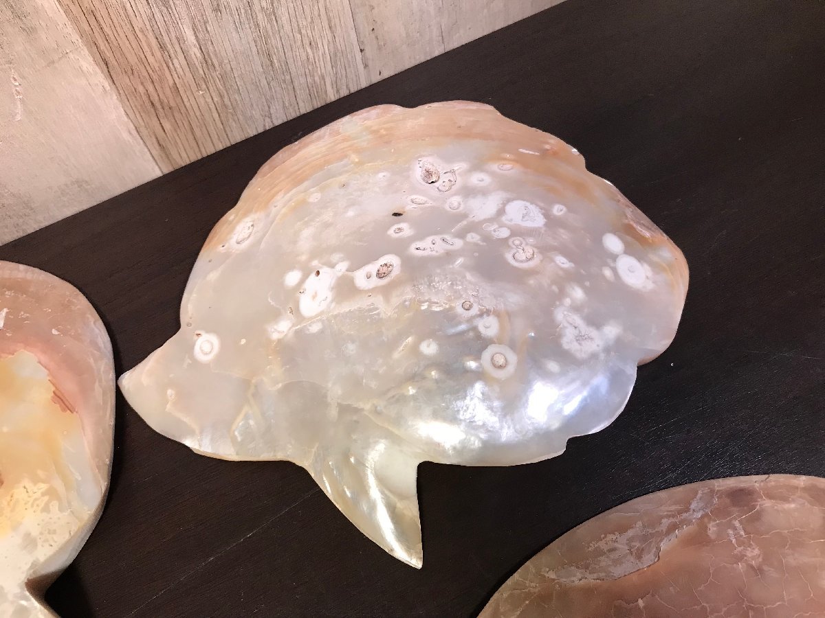 ☆中古☆ 白蝶貝 磨き 原貝 約1755グラム 【公式通販】