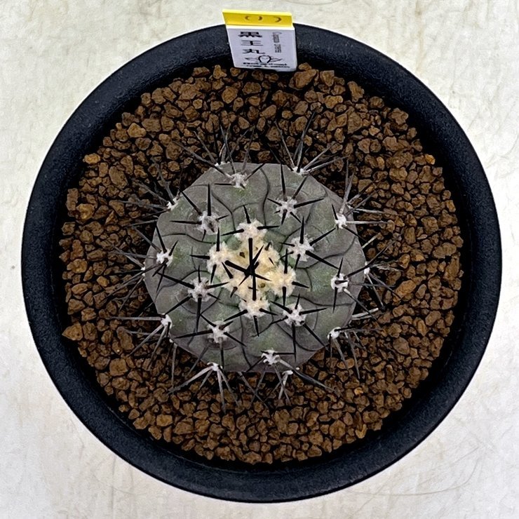 得価，格安 Copiapoa cinerea コピアポア 黒王丸 キリン団扇実生接ぎ 降ろし台付き 3寸鉢 1 BotanicalMart(サボテン)｜売買されたオークション情報、yahooの商品情報をアーカイブ公開 - オークファン サボテン
